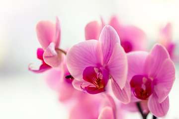 Orchid Cremations